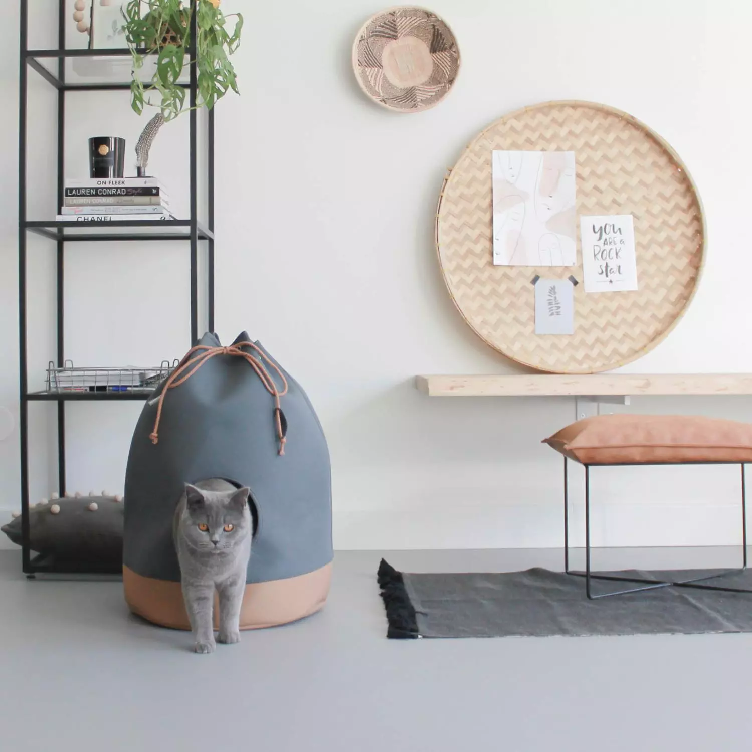 CASA Cognac kattehule. District 70