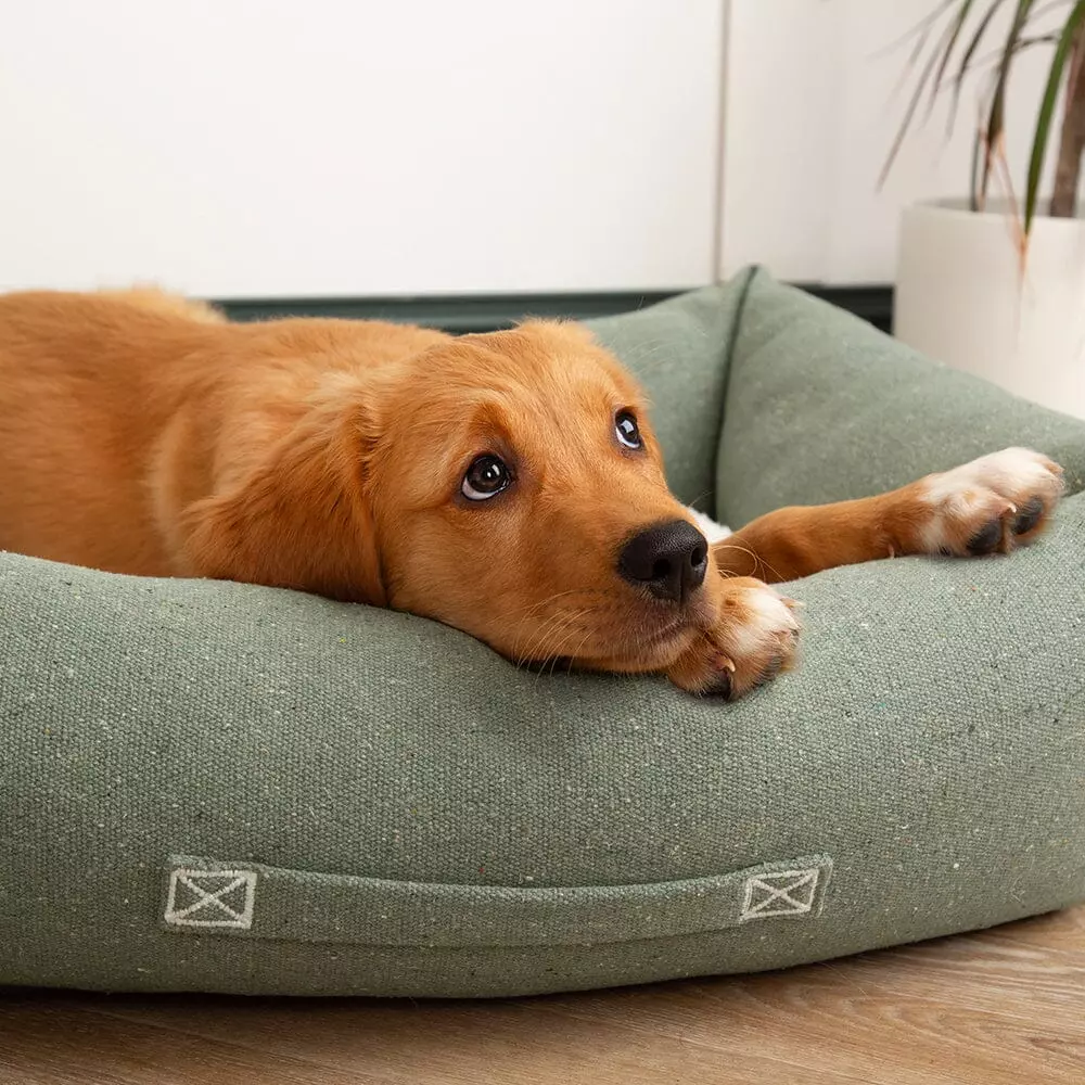 Scruffs Eco Eden hundeseng green (Box Bed) (L) 75x60cm