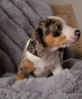 gallery-745-for-5060328829863