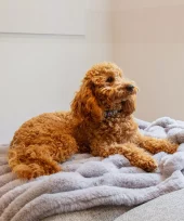 gallery-746-for-5060328829863