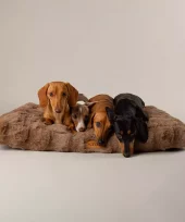 Scruffs Alpine madrass til hund 80x60cm