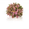 biOrb Flower ball pink