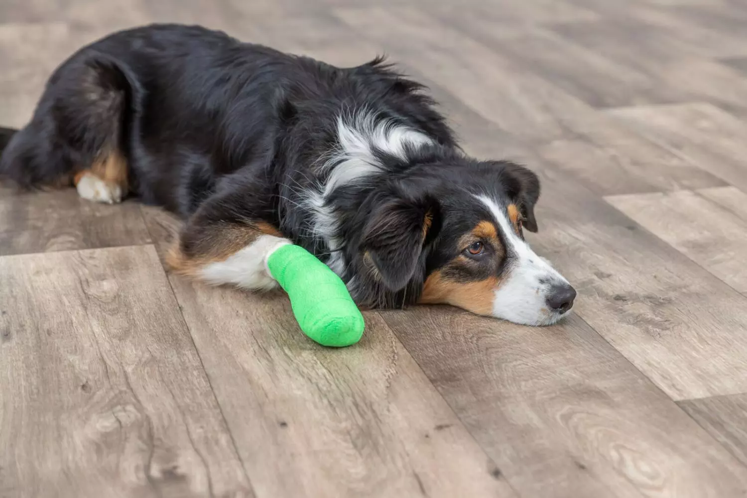 gallery-915-for-4047974194522