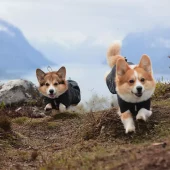 gallery-183-for-7071652296342