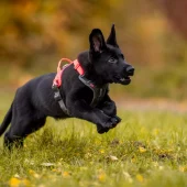 gallery-975-for-7071652018296