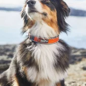 gallery-117-for-7071652015059