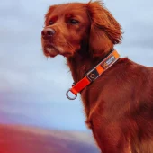 gallery-977-for-7071652015059