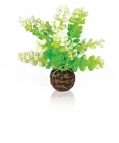 biOrb Aquatic Caulerpa green
