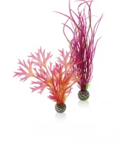 biOrb Plant set M red & pink