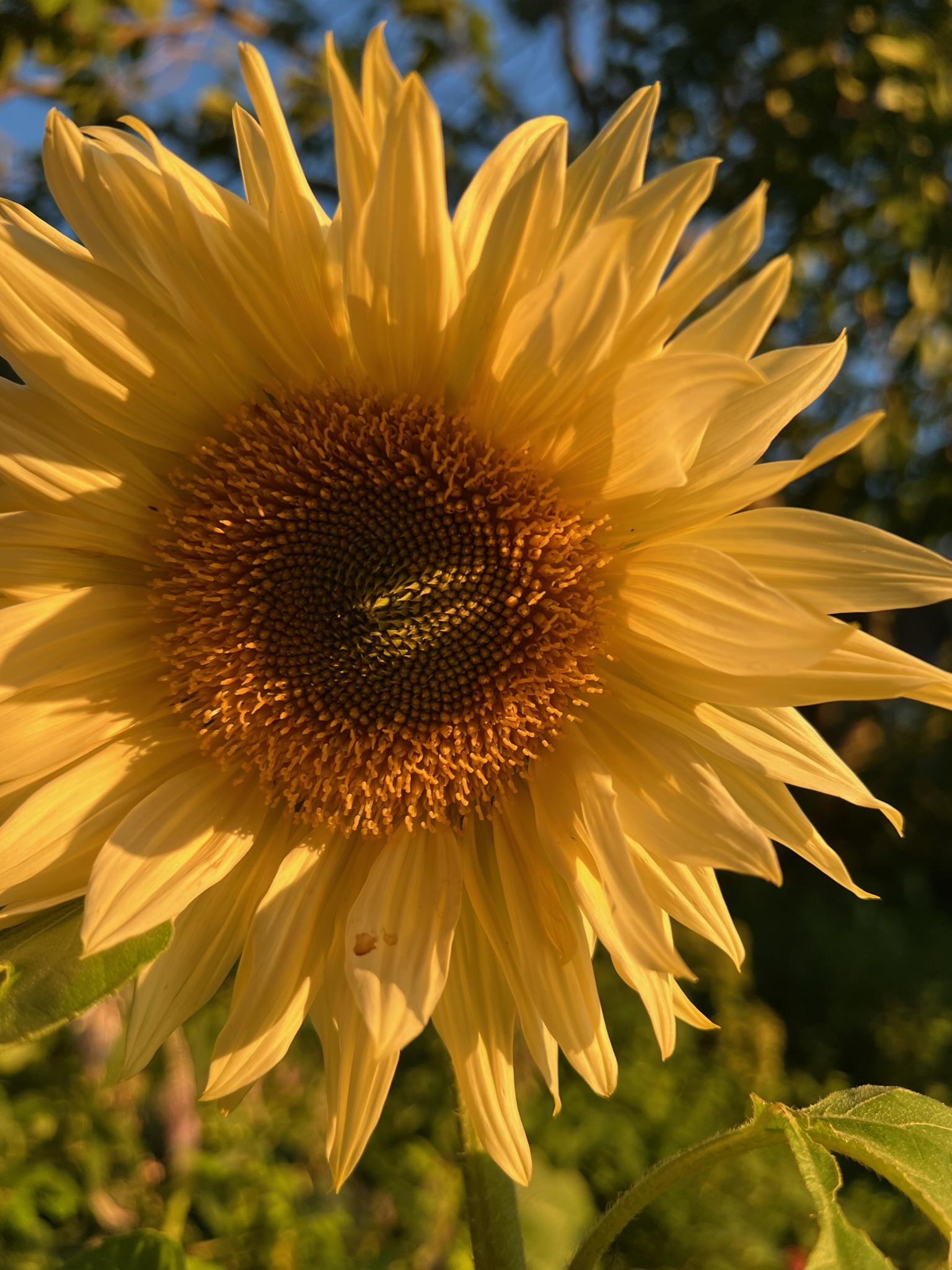 Solsikke i høstsol på Lundbergs Planteskole