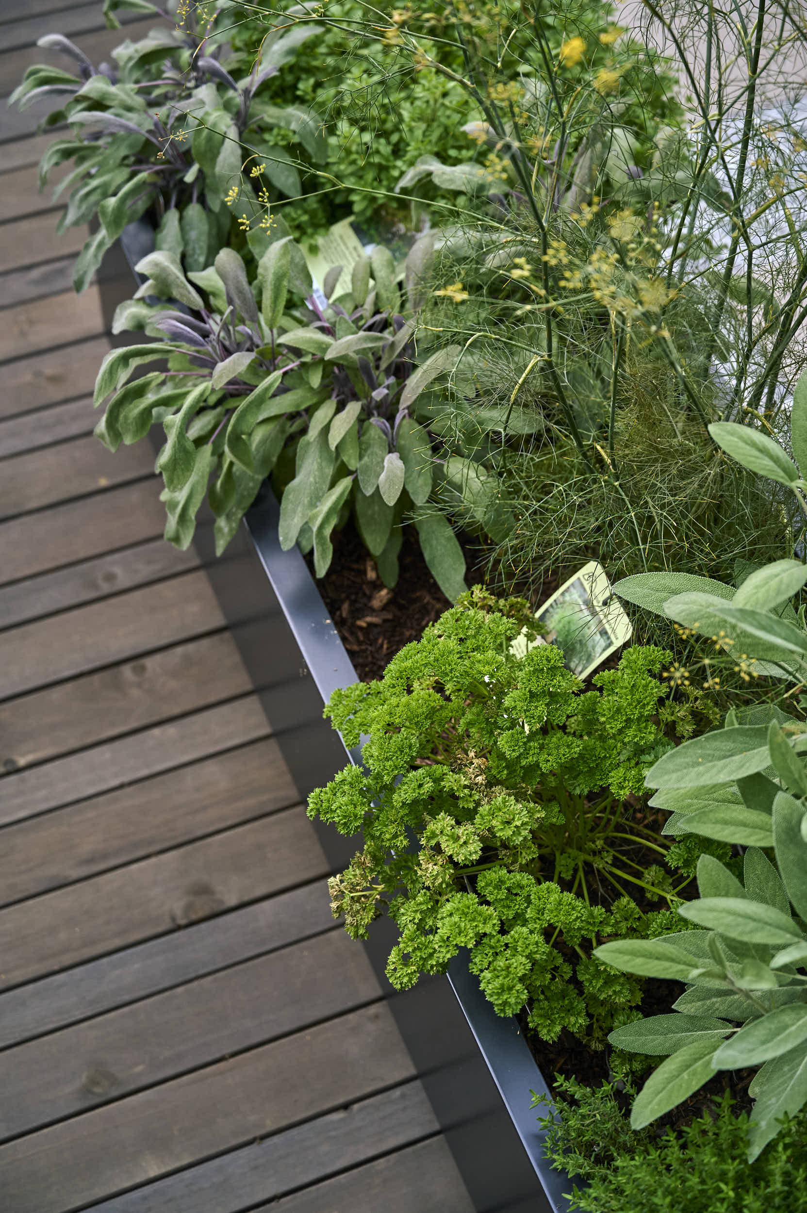 Kruspersille, salvie og andre grønne urter plantet i sort blomsterkasse