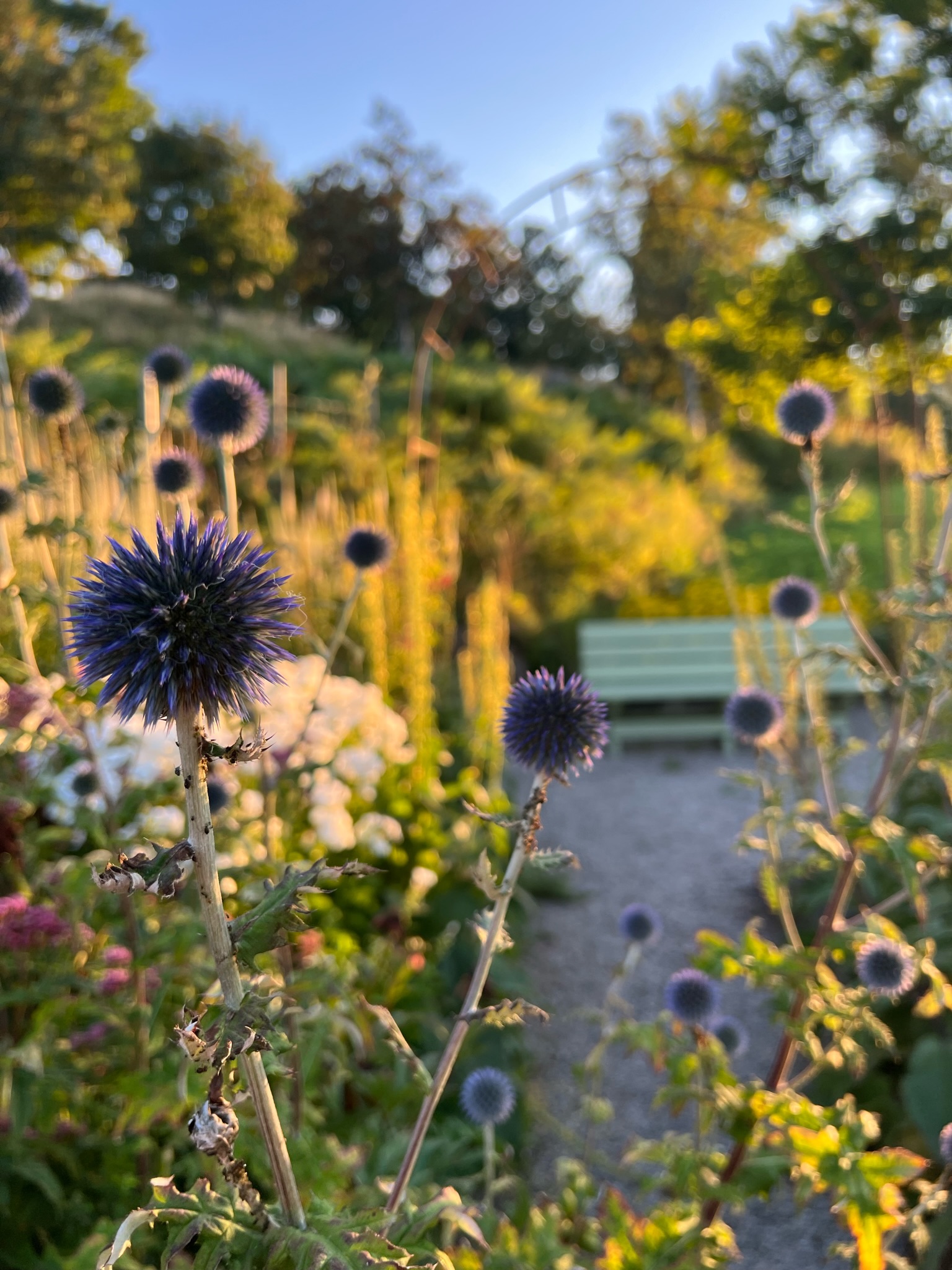 Flotte lilla blomster i sensommer sol med benk i bakgrunnen