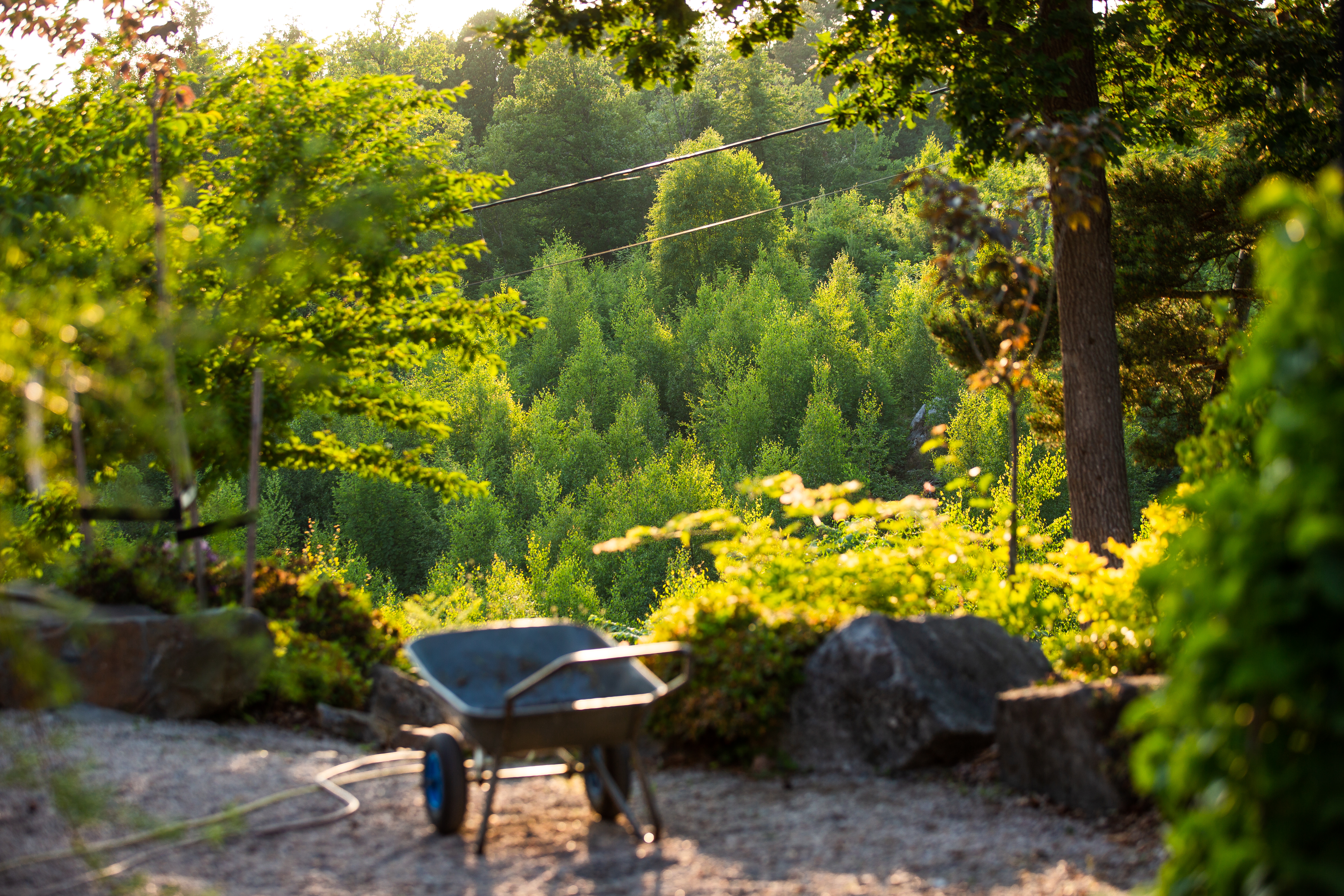 Bilde i solnedgangen av en trillebård og grønne trær på Lundbergs Planteskole