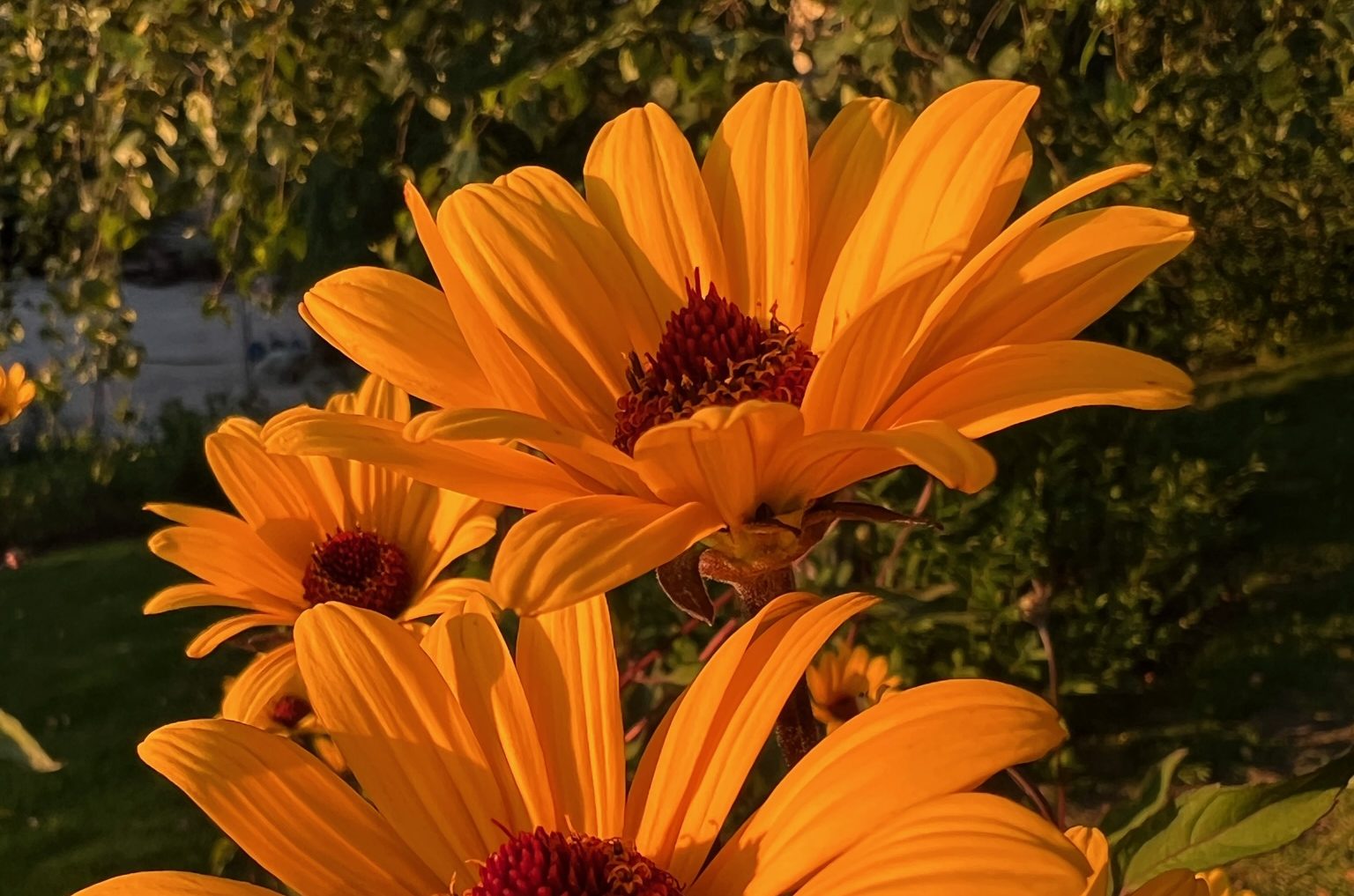 Solhatt i solnedgang