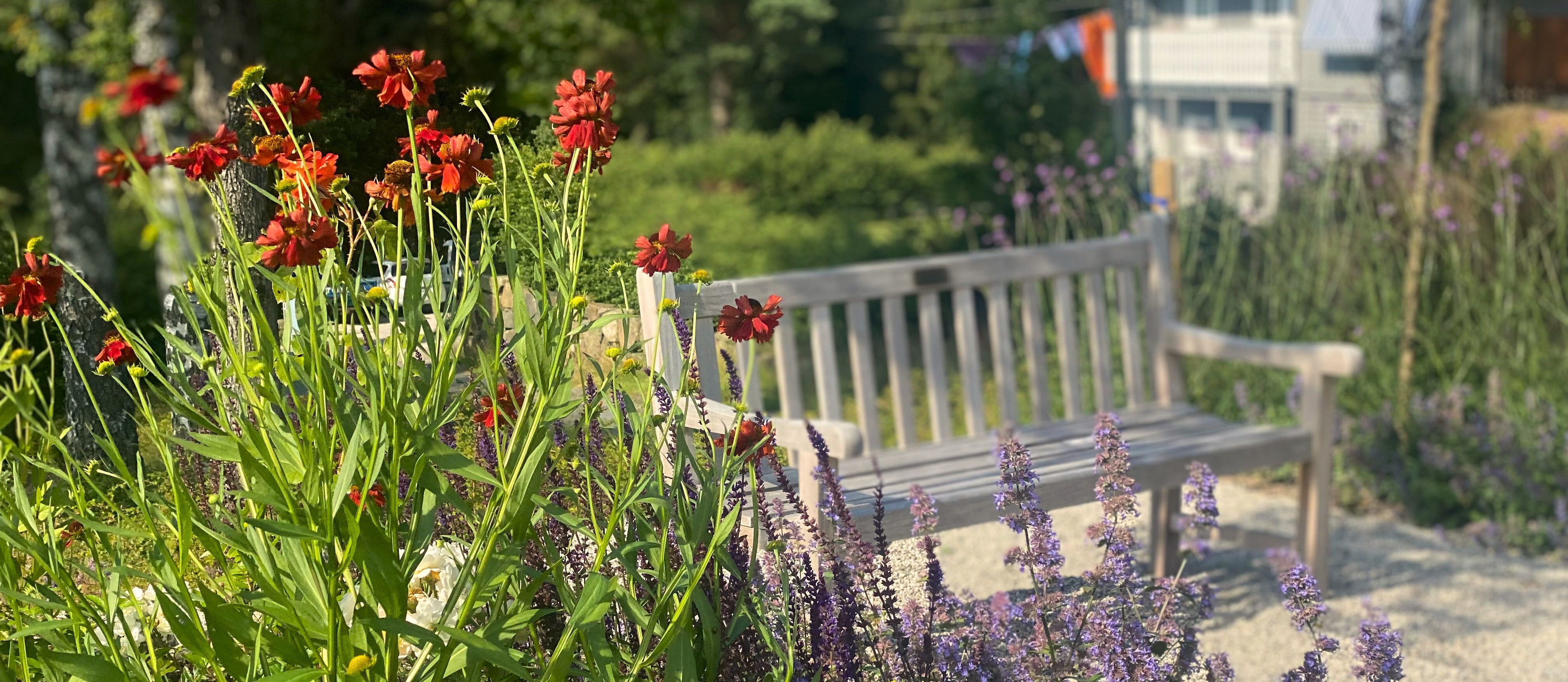 Blomsten solhatt i et bed med en benk i bakgrunden.