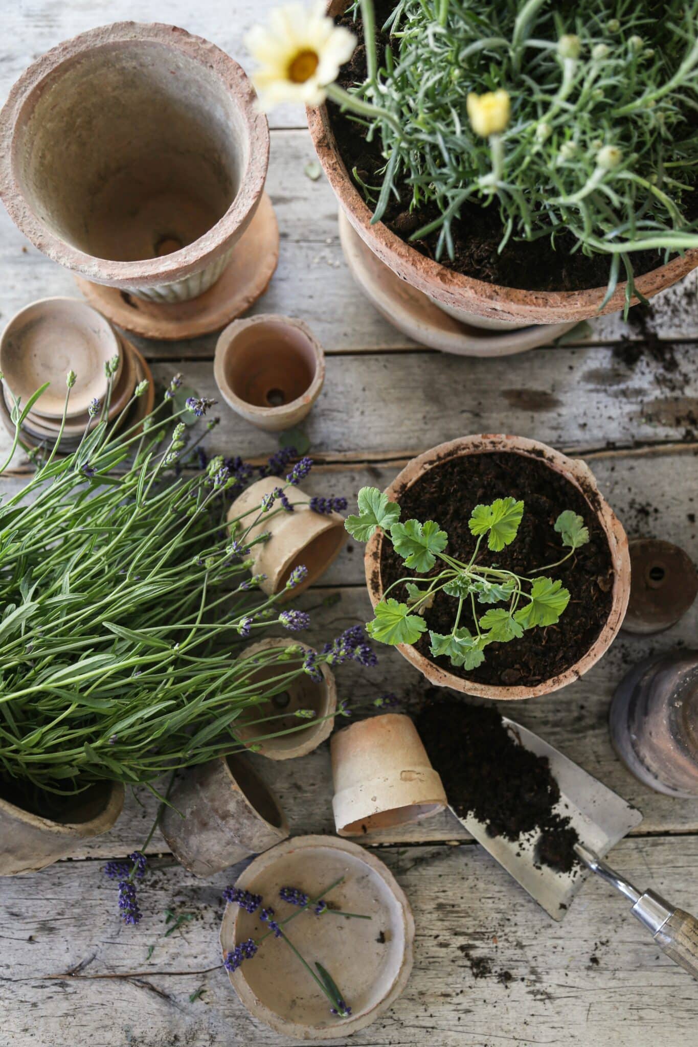 Terracotta potter fra Pot Ole med grønne planter og lavendel blomster.