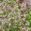 Philadelphus 'Petite Perfume Pink' 3,5L