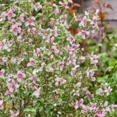 Philadelphus 'Petite Perfume Pink' 3,5L