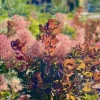 Cotinus coggygria 'Magical torch' 3L