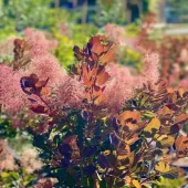 Cotinus coggygria 'Magical torch' 3L