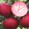 Malus 'Rosette'