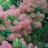 Cotinus coggygria 'Smokey Joe' 3L