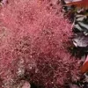 Cotinus coggygria 'Magical red fountain' 4,5L