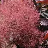 Cotinus coggygria 'Magical red fountain' 4,5L