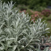 Salix candida 'Iceberg Alley' 3L