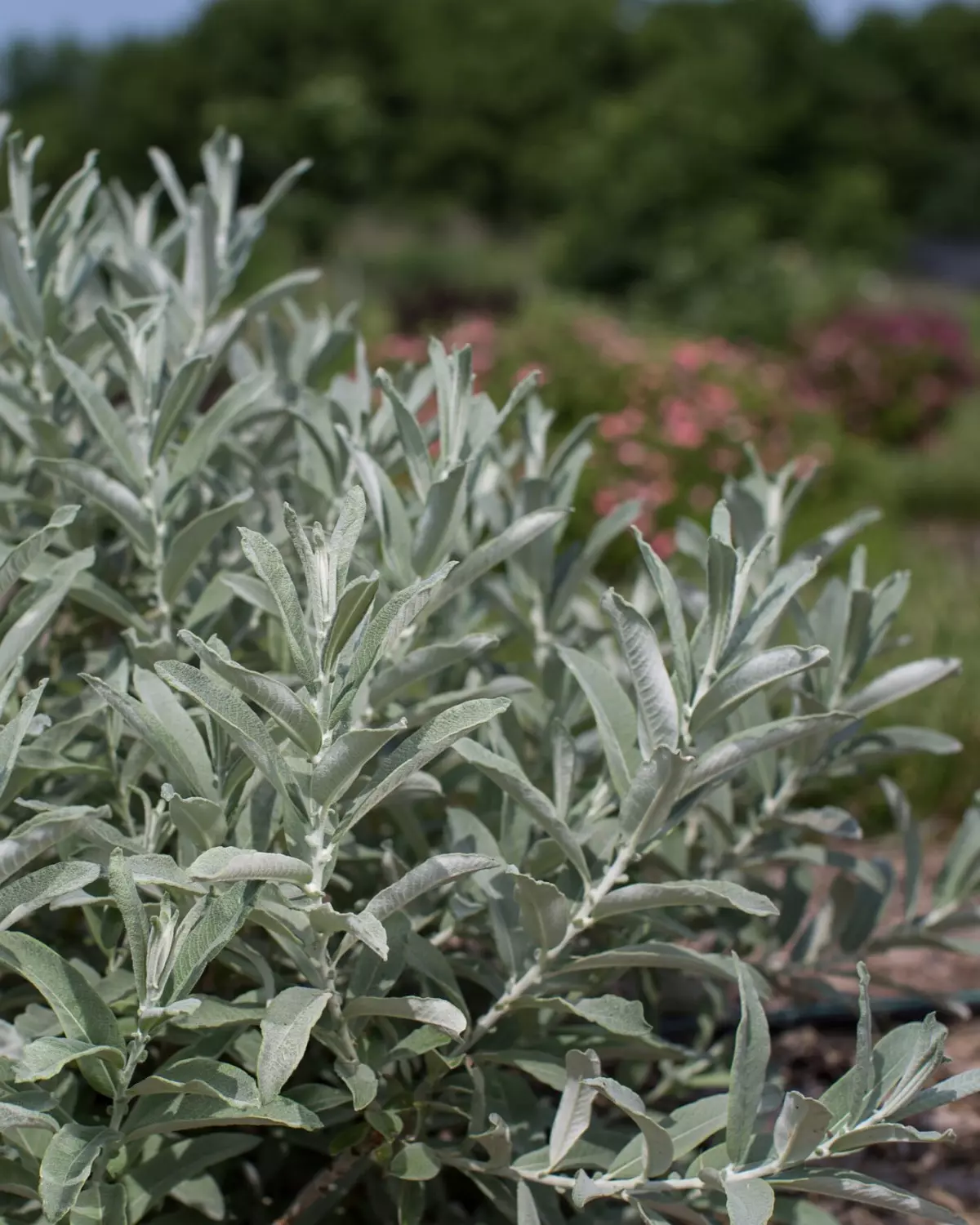 Salix candida 'Iceberg Alley' 3L