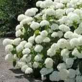 gallery-28-for-107087