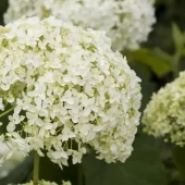 Hydrangea arb. 'FlowerWOW' 3,5L