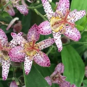 Tricyrtis formosana 'Pink Freckles' 3L