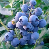 Vaccinium cor. 'Reka' 3L