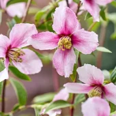 gallery-30-for-107088