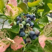 Vaccunium cor. 'Flamingo' 2L