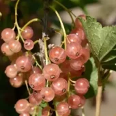 gallery-31-for-107083