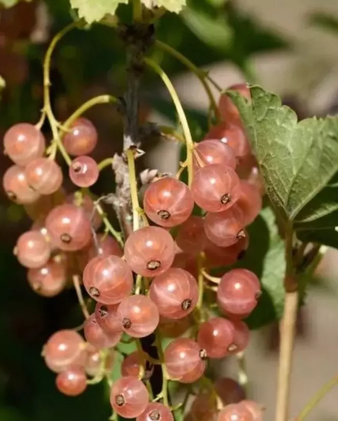 gallery-31-for-107083