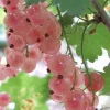 Ribes 'Pink Champagne' 3L