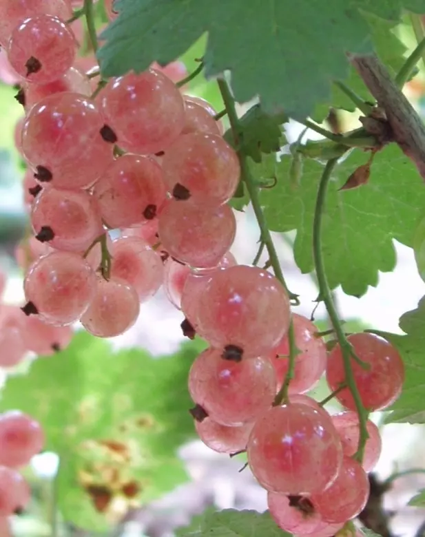 Ribes 'Pink Champagne' 3L