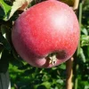Rød Aroma, eple