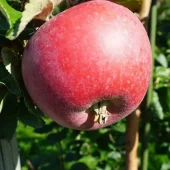 Rød Aroma, eple