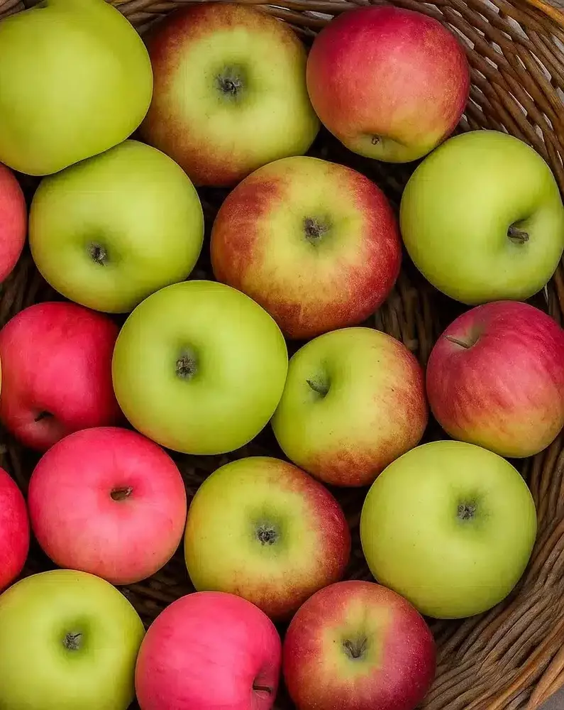 Familietre eple, 3 sorter