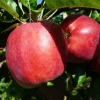 Rød Gravenstein, eple