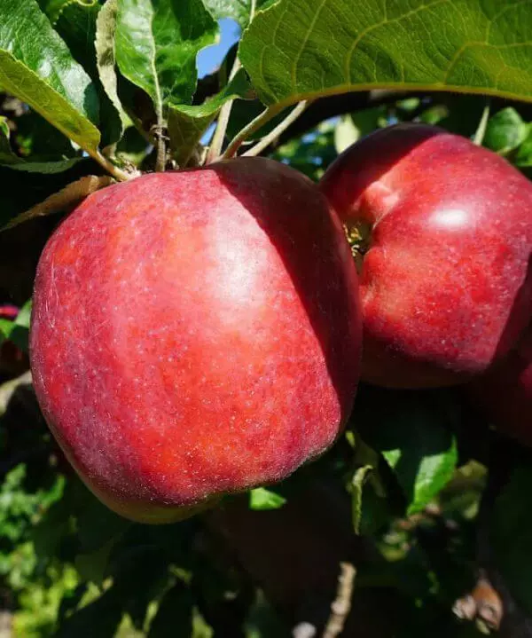 Rød Gravenstein, eple