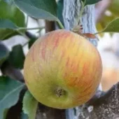 Bramley's Seedling , eple