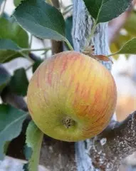 Bramley's Seedling , eple