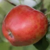 Rød Sävstaholm, eple