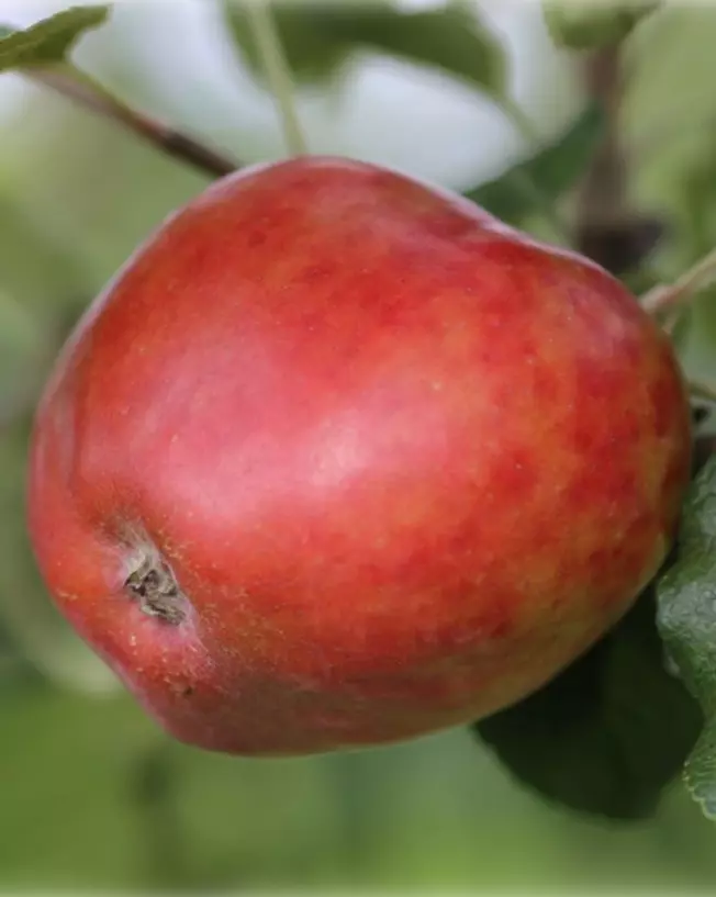 Rød Sävstaholm, eple
