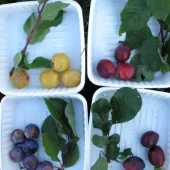 Familietre plomme, 2 sorter